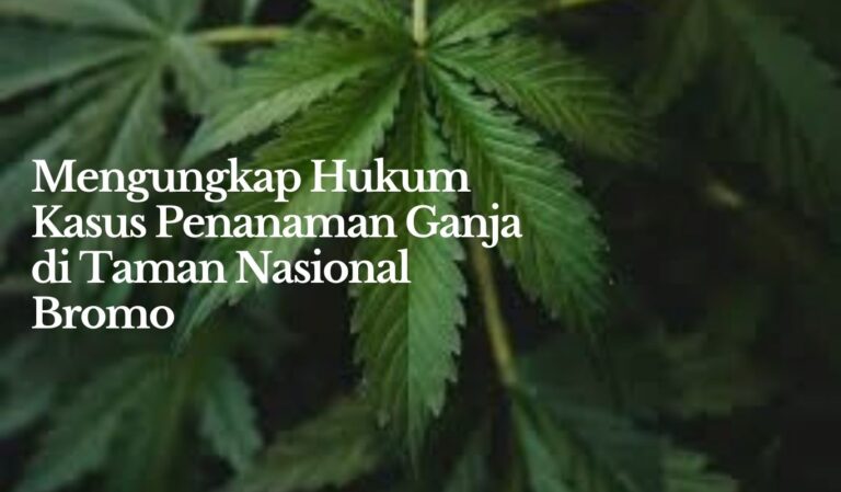 Mengungkap Hukum Kasus Penanaman Ganja di Taman Nasional Bromo